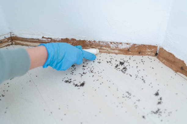 Best Pest Removal Services  in Indialantic, FL